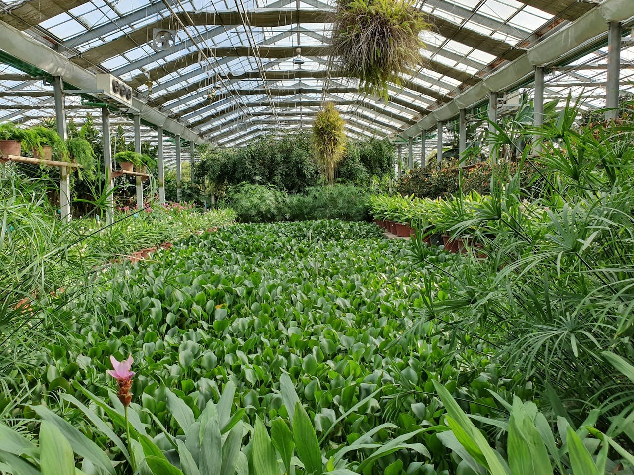 Explore the vibrant array of plants in a spacious greenhouse filled with lush greenery.